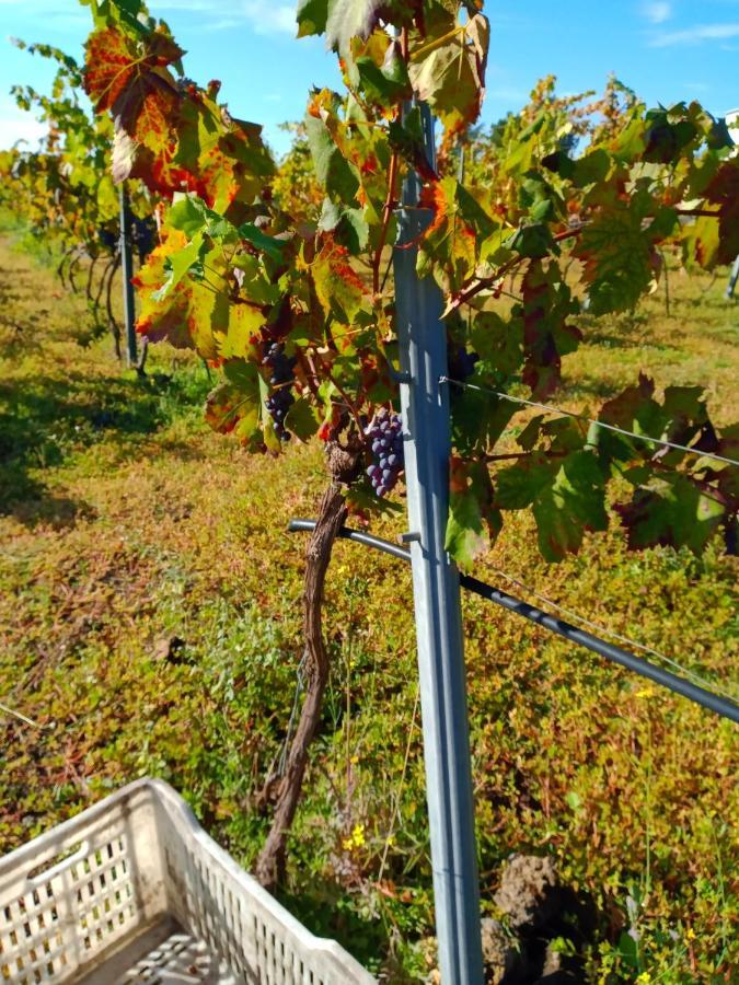 Etnasentieri Wine House On Etna Mount Villa Belpasso Exteriör bild