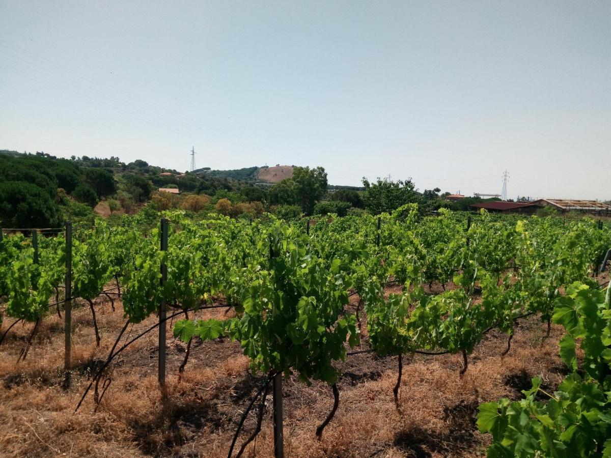 Etnasentieri Wine House On Etna Mount Villa Belpasso Exteriör bild