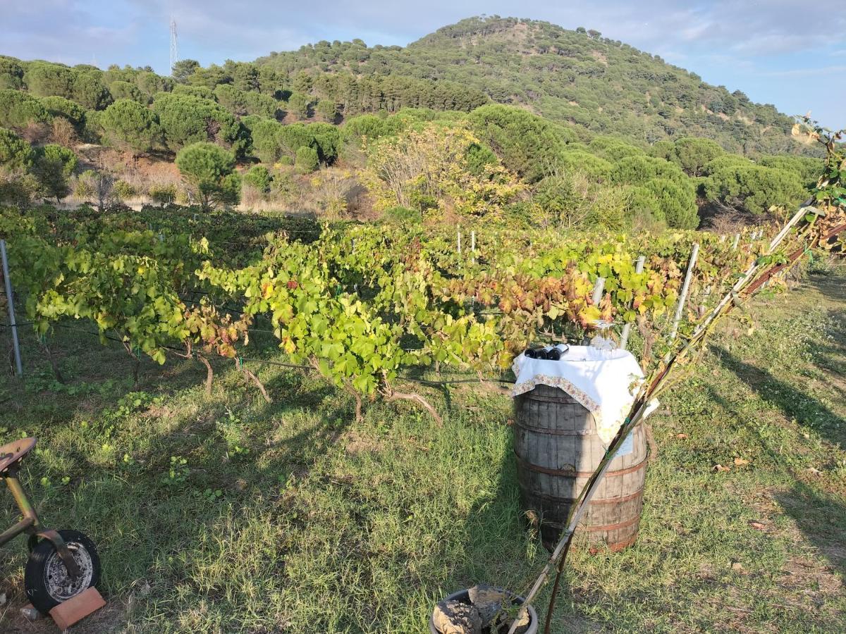 Etnasentieri Wine House On Etna Mount Villa Belpasso Exteriör bild